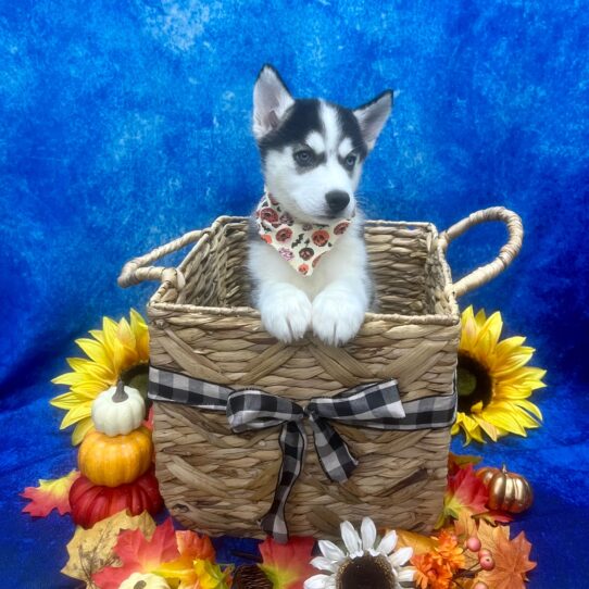 Siberian Husky DOG Female Black / White 6273 Petland Pensacola, Florida