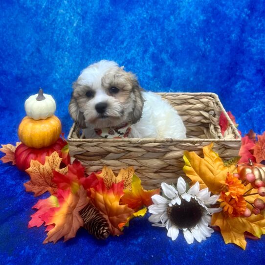 Teddy Bear DOG Male Sable / White 6275 Petland Pensacola, Florida