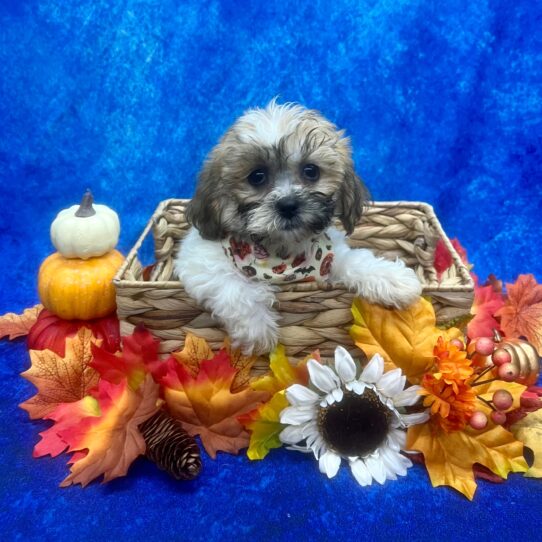 Teddy Bear-DOG-Female-Sable / White-6276-Petland Pensacola, Florida