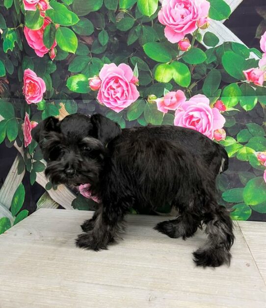 Mini Schnauzer-DOG-Male-Black / Silver-6296-Petland Pensacola, Florida