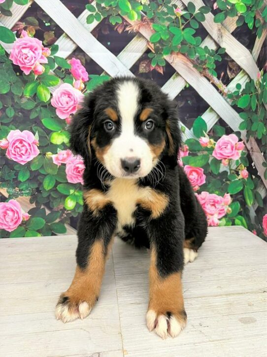 Bernese Mountain Dog DOG Male Black White / Tan 6297 Petland Pensacola, Florida