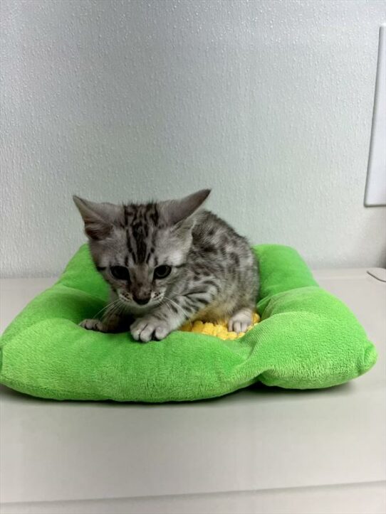 Bengal-KITTEN-Male-Black Silver-6299-Petland Pensacola, Florida