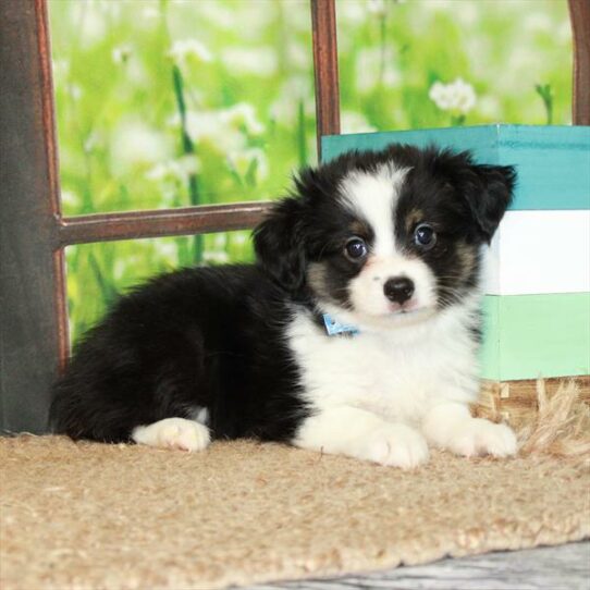 Australian Shepherd-DOG-Male-Black / Tan-6300-Petland Pensacola, Florida