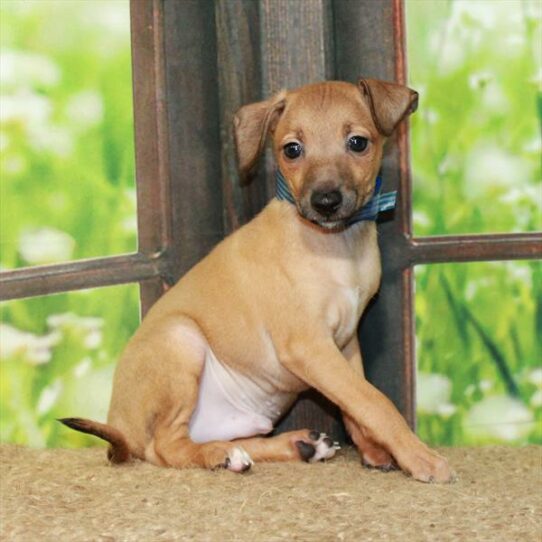 Italian Greyhound-DOG-Male-Fawn-6301-Petland Pensacola, Florida