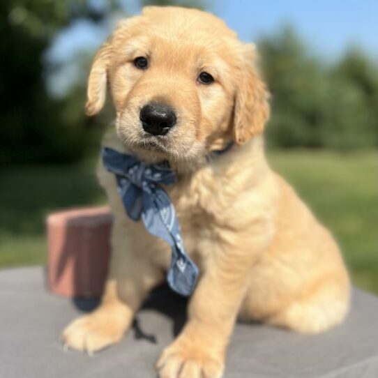 Golden Retriever DOG Male Golden 6310 Petland Pensacola, Florida