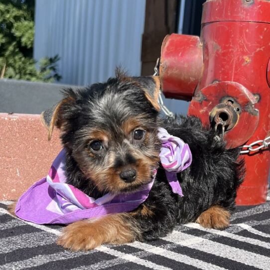 Silky Terrier DOG Female Black/Tan 6308 Petland Pensacola, Florida