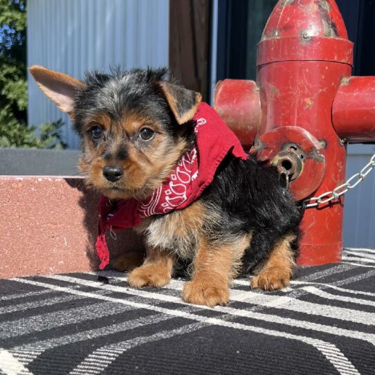 Silky Terrier DOG Male Black/Tan 6307 Petland Pensacola, Florida