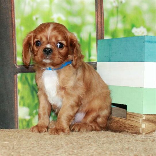 Cavalier King Charles Spaniel DOG Male Ruby 6322 Petland Pensacola, Florida