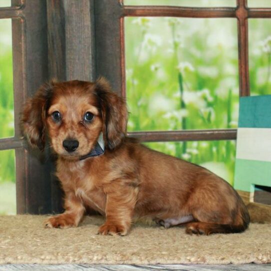 Dachshund DOG Male Red 6323 Petland Pensacola, Florida