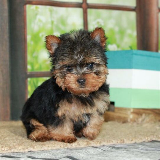 Yorkshire Terrier DOG Female Black / Tan Brindle 6325 Petland Pensacola, Florida