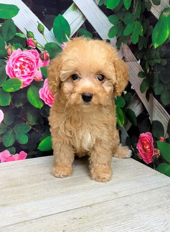 Mini Poodle-DOG-Female-Apricot-6326-Petland Pensacola, Florida