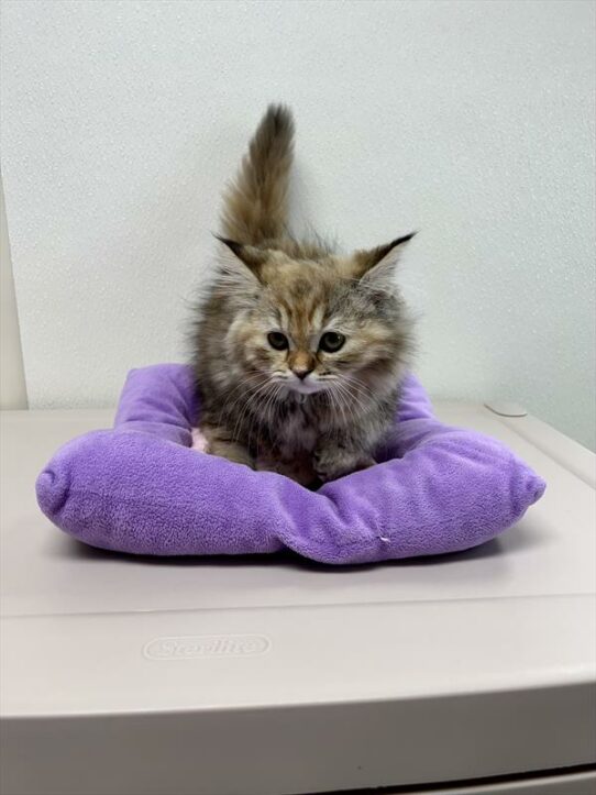 Persian-KITTEN-Female-Brown Patched Tabby-6328-Petland Pensacola, Florida