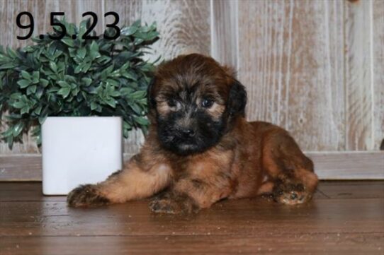 Soft Coated Wheaten Terrier-DOG-Female-Wheaten-6353-Petland Pensacola, Florida