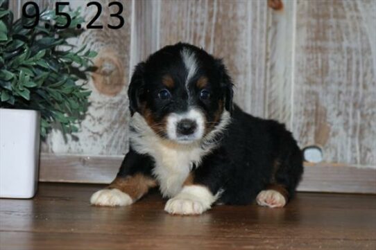 Australian Shepherd DOG Female Tri-Colored 6357 Petland Pensacola, Florida