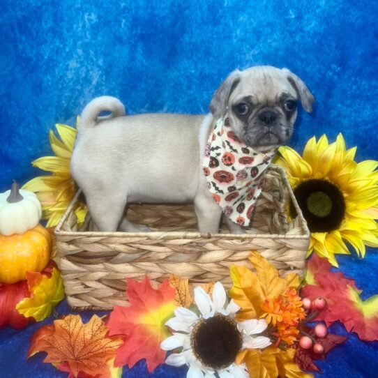 Pug DOG Female Fawn 6358 Petland Pensacola, Florida