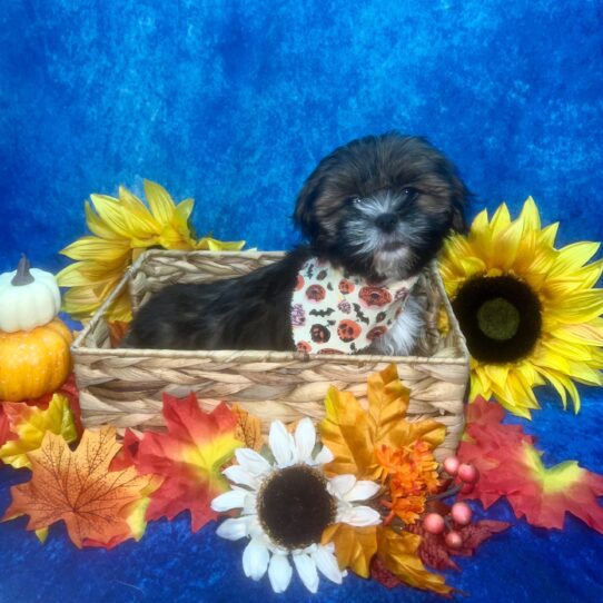 Lhasa Apso DOG Female Golden/White Parti 6334 Petland Pensacola, Florida