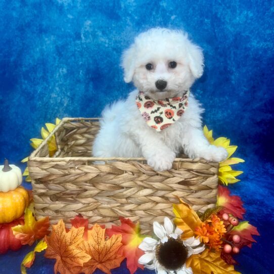 Bichon Frise-DOG-Male-White-6333-Petland Pensacola, Florida