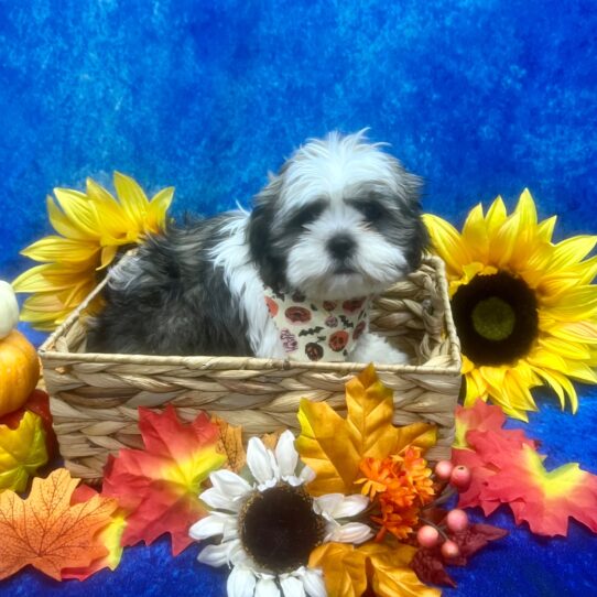 Lhasa Apso-DOG-Male-Golden/White Parti-6329-Petland Pensacola, Florida