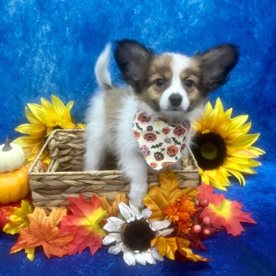 Papillon DOG Female Sable/White 6331 Petland Pensacola, Florida