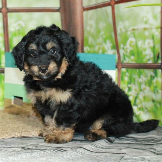 Miniature Bernedoodle 2nd Gen-DOG-Male-Black / Tan-6369-Petland Pensacola, Florida