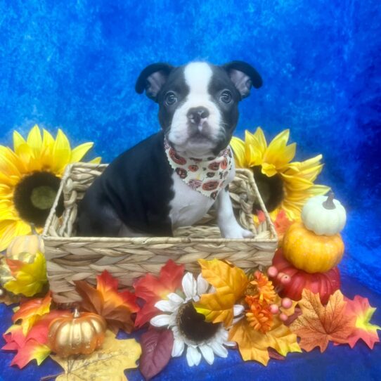 Boston Terrier DOG Male Black / White 6378 Petland Pensacola, Florida