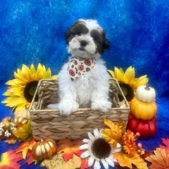 Teddy Bear DOG Male Sable / White 6377 Petland Pensacola, Florida