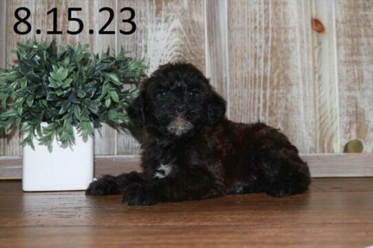 Whoodle-DOG-Male-Black-6250-Petland Pensacola, Florida