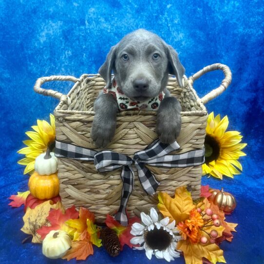 Labrador Retriever-DOG-Female-Silver-6279-Petland Pensacola, Florida