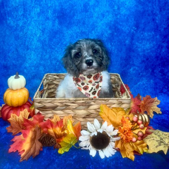 Cavapoo DOG Male Blue Merle 6274 Petland Pensacola, Florida