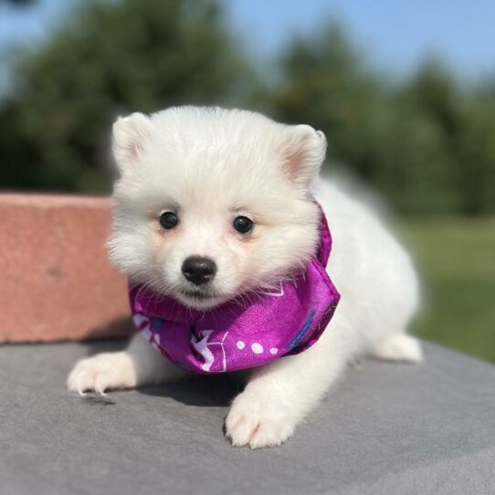 American Eskimo Dog DOG Female White 6309 Petland Pensacola, Florida