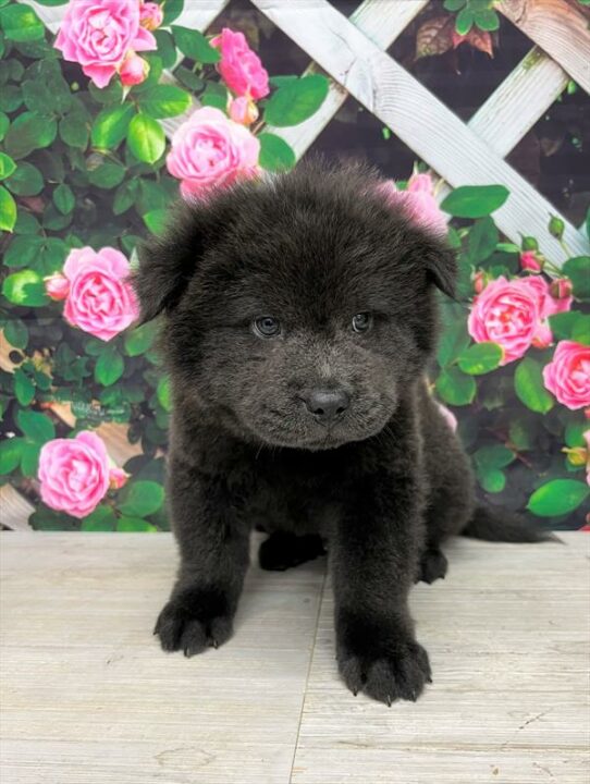 Chow Chow DOG Male Blue 6327 Petland Pensacola, Florida