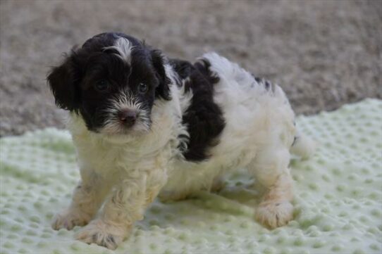 Havanese/Poodle DOG Male White 6352 Petland Pensacola, Florida