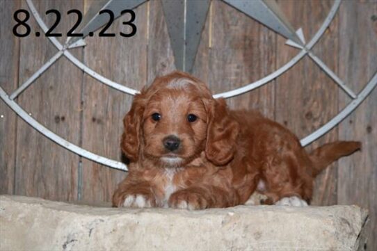 Goldendoodle Mini 2nd Gen-DOG-Male-Red-6354-Petland Pensacola, Florida