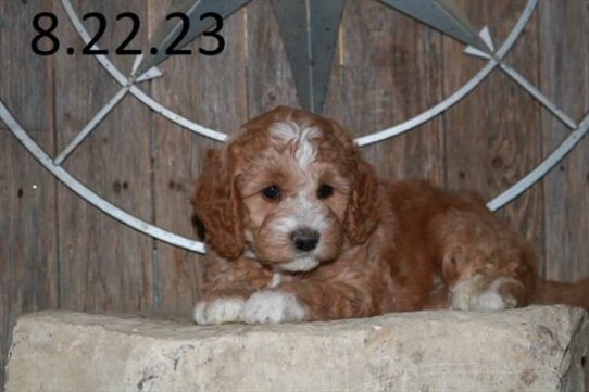 Goldendoodle Mini 2nd Gen-DOG-Female-Light Red-6355-Petland Pensacola, Florida