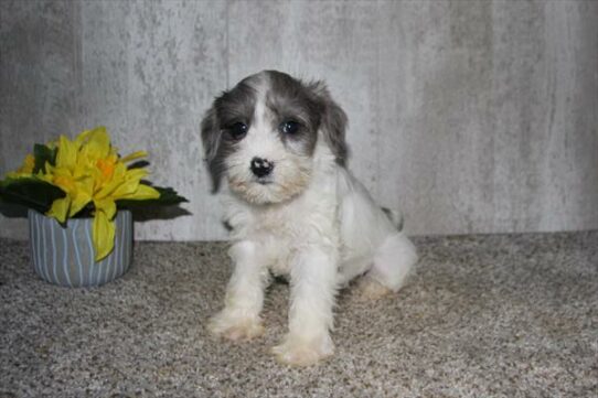 Mini Schnauzer-DOG-Female-Blue / White-6356-Petland Pensacola, Florida