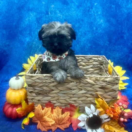 Havanese DOG Female Sable 6332 Petland Pensacola, Florida