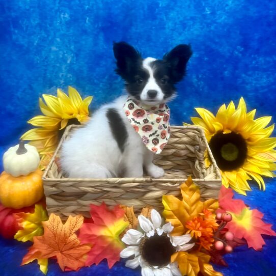 Papillon DOG Male Sable/White 6330 Petland Pensacola, Florida