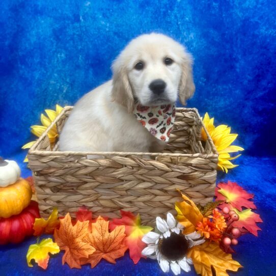 Golden Retriever DOG Female Cream 6350 Petland Pensacola, Florida