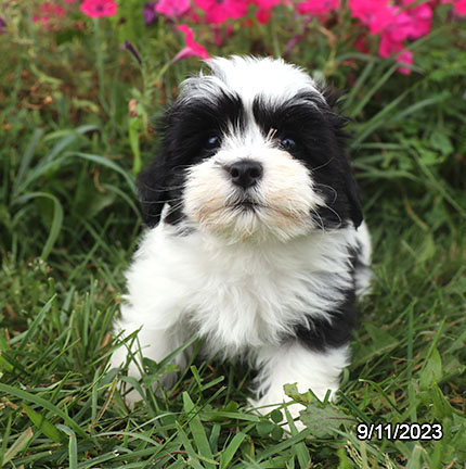 Havanese DOG Male Black 6363 Petland Pensacola, Florida