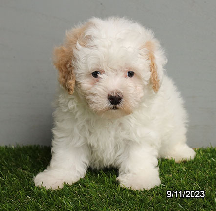 Maltipoo-DOG-Male-White-6364-Petland Pensacola, Florida