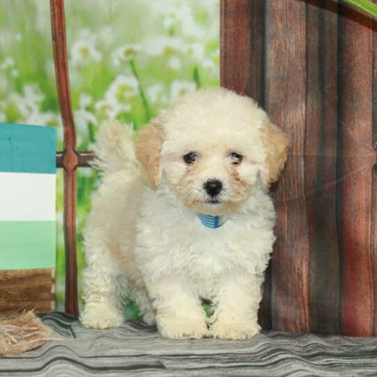 Bichon-Poodle DOG Female Cream 6365 Petland Pensacola, Florida