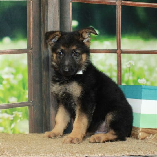 German Shepherd DOG Male Black / Tan 6366 Petland Pensacola, Florida