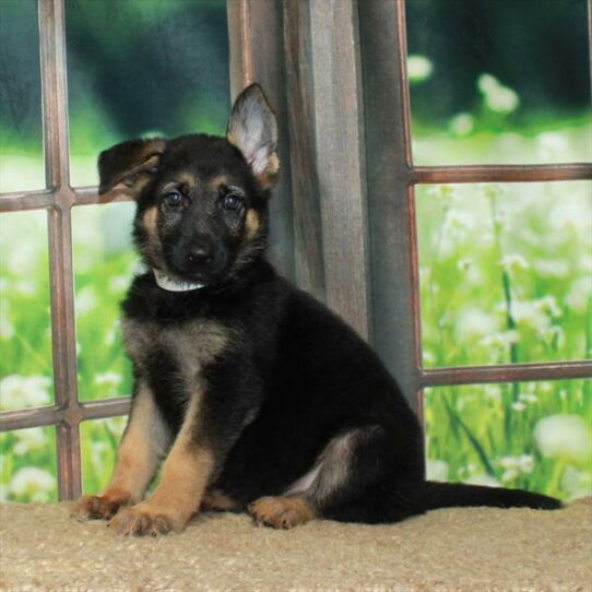 German Shepherd DOG Female Black / Tan 6367 Petland Pensacola, Florida