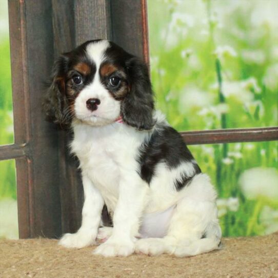 Cavalier King Charles Spaniel-DOG-Female-White Blue Merle / Tan-6368-Petland Pensacola, Florida