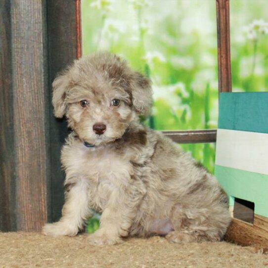 Mini Labradoodle 2nd Gen-DOG-Female-Chocolate Merle / Tan-6370-Petland Pensacola, Florida