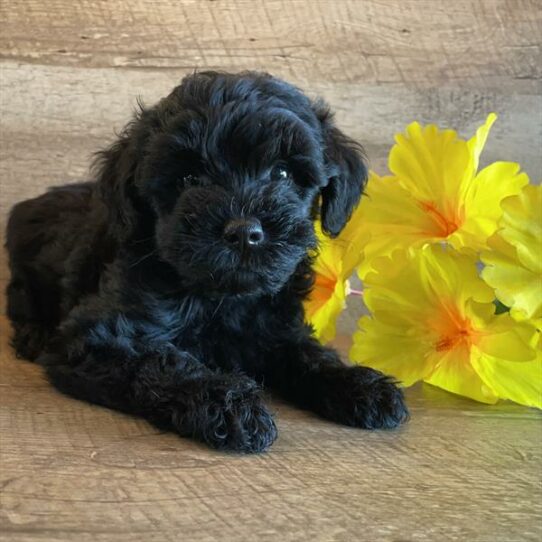 Schnoodle DOG Female Black 6373 Petland Pensacola, Florida