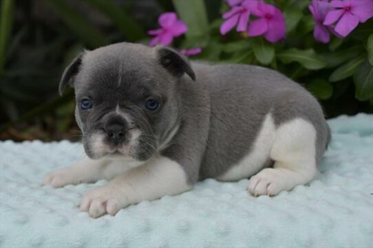 French Bulldog DOG Male Blue 6374 Petland Pensacola, Florida