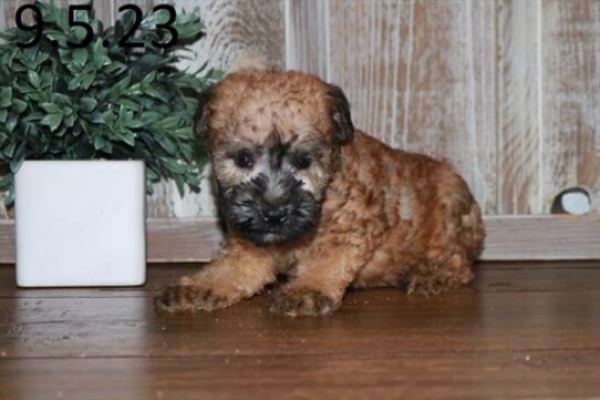 Soft Coated Wheaten Terrier-DOG-Male-Wheaten-6375-Petland Pensacola, Florida