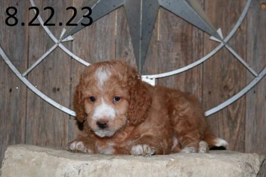 Goldendoodle Mini 2nd Gen-DOG-Male-Tan-6376-Petland Pensacola, Florida