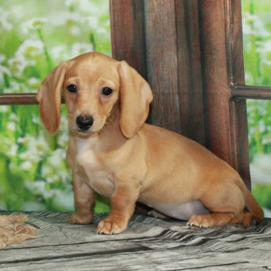 Dachshund-DOG-Female-Isabella-6394-Petland Pensacola, Florida